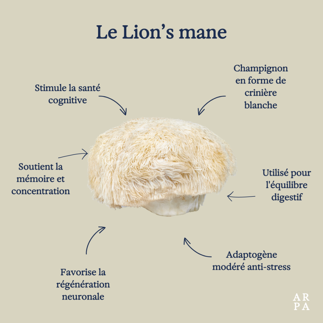 Champignon Hericium erinaceus